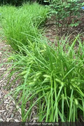 Shallow Sedge (Carex lurida)