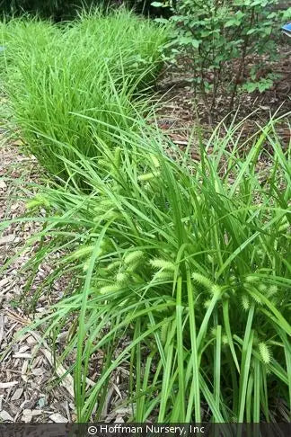 Shallow Sedge (Carex lurida)