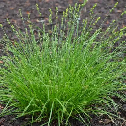 Eastern Star Sedge (Carex radiata)