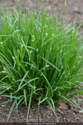 Eastern Woodland Sedge (Carex blanda)
