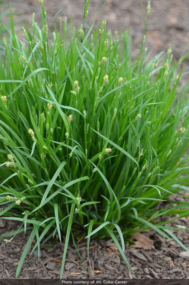Eastern Woodland Sedge (Carex blanda)