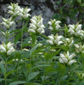 WhiteTurtlehead (Chelone glabra)