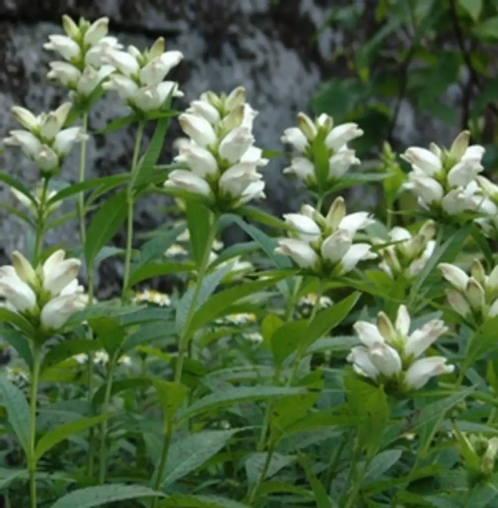 WhiteTurtlehead (Chelone glabra)