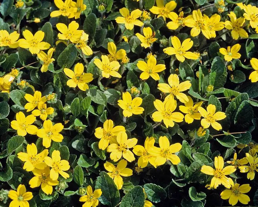 Green and Gold (Chrysogonum virginianum 'Pierre')