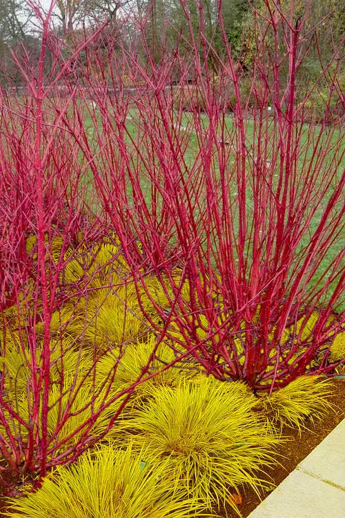 Redstem Dogwood (Cornus sericea)