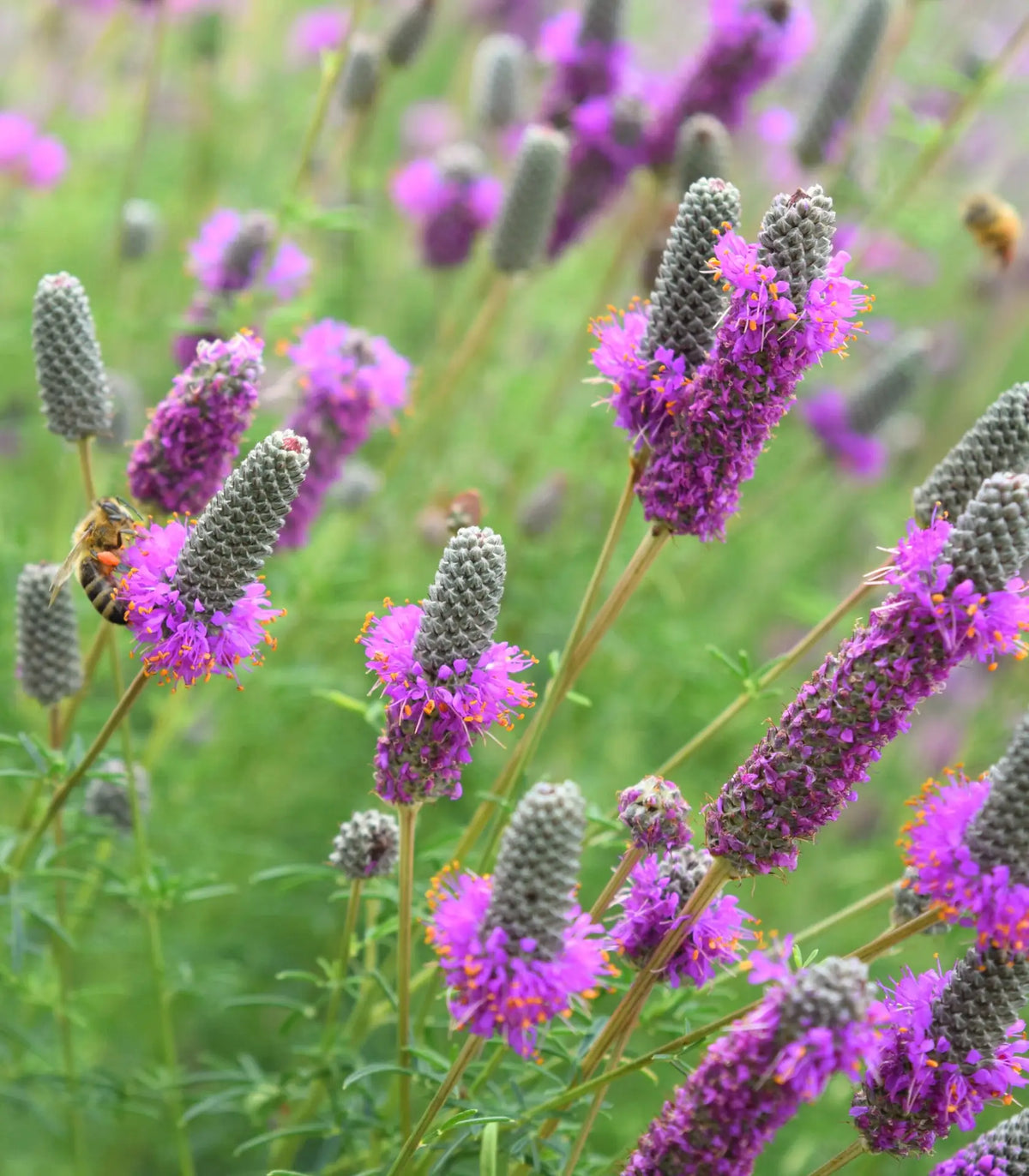 Purple Prairie Clover (Dalea purpurea)