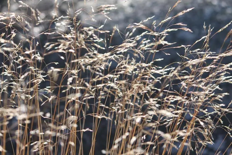 Wavy Hairgrass (Deschampsia flexuosa)