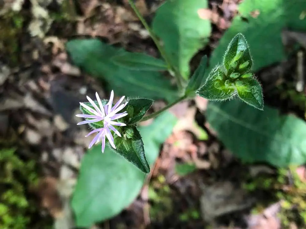 Common Elephant's Foot (Elephantopus tomentosus)