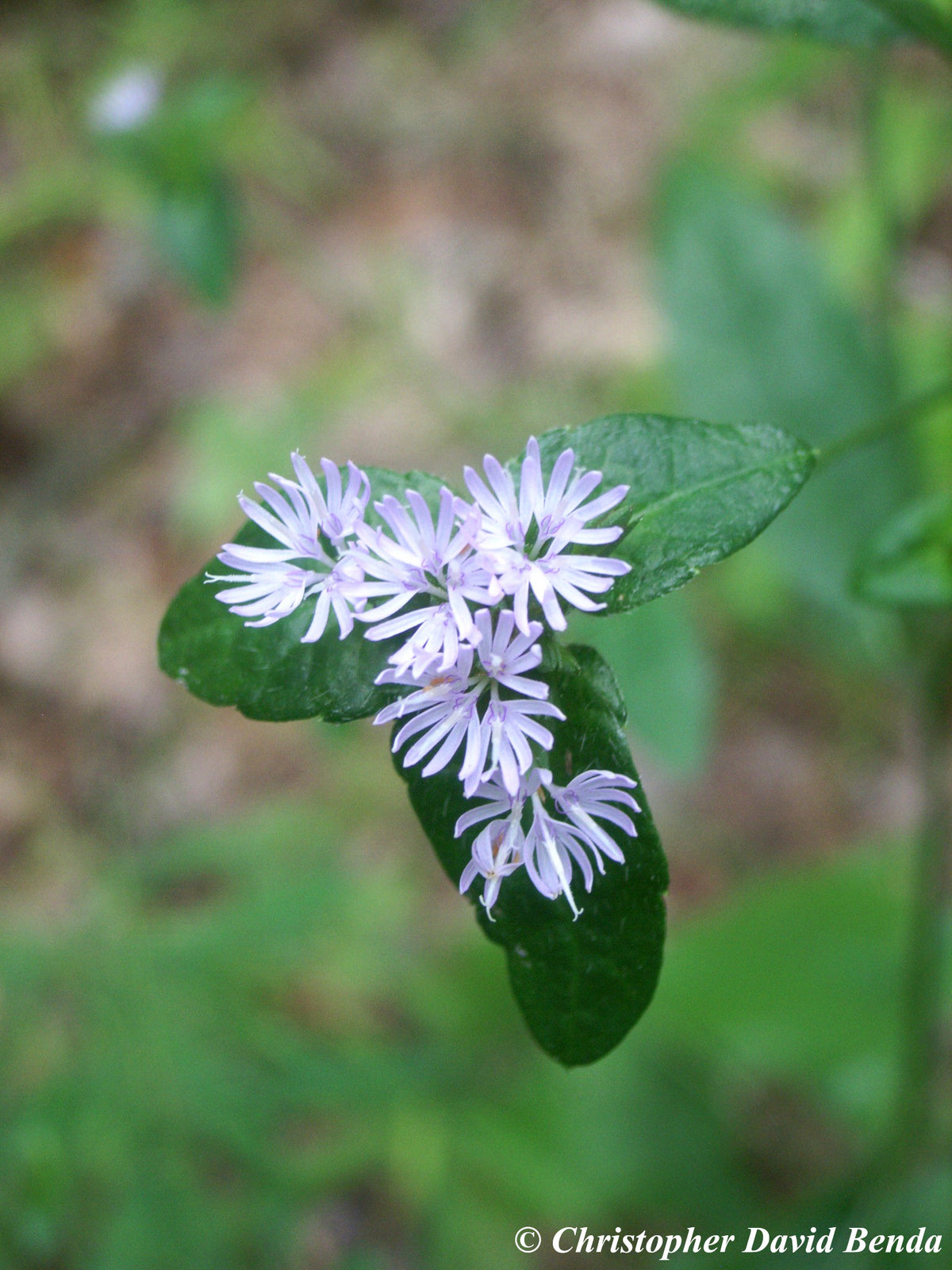 Elephantopus carolinianus (Carolina Elephant's-foot)