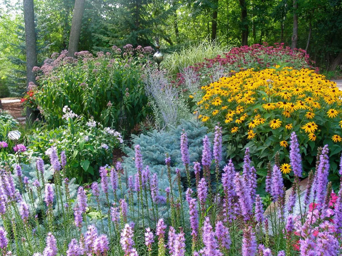 A lush full sun perennial garden filled with blooming purple flowers (Liatris), bright yellow Black-eyed Susans (Rudbeckia), Joe-pye weed (Eutrochium), and more, with trees in the background.