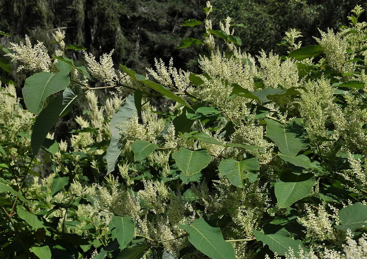 Invasive Japanese knotweed close up