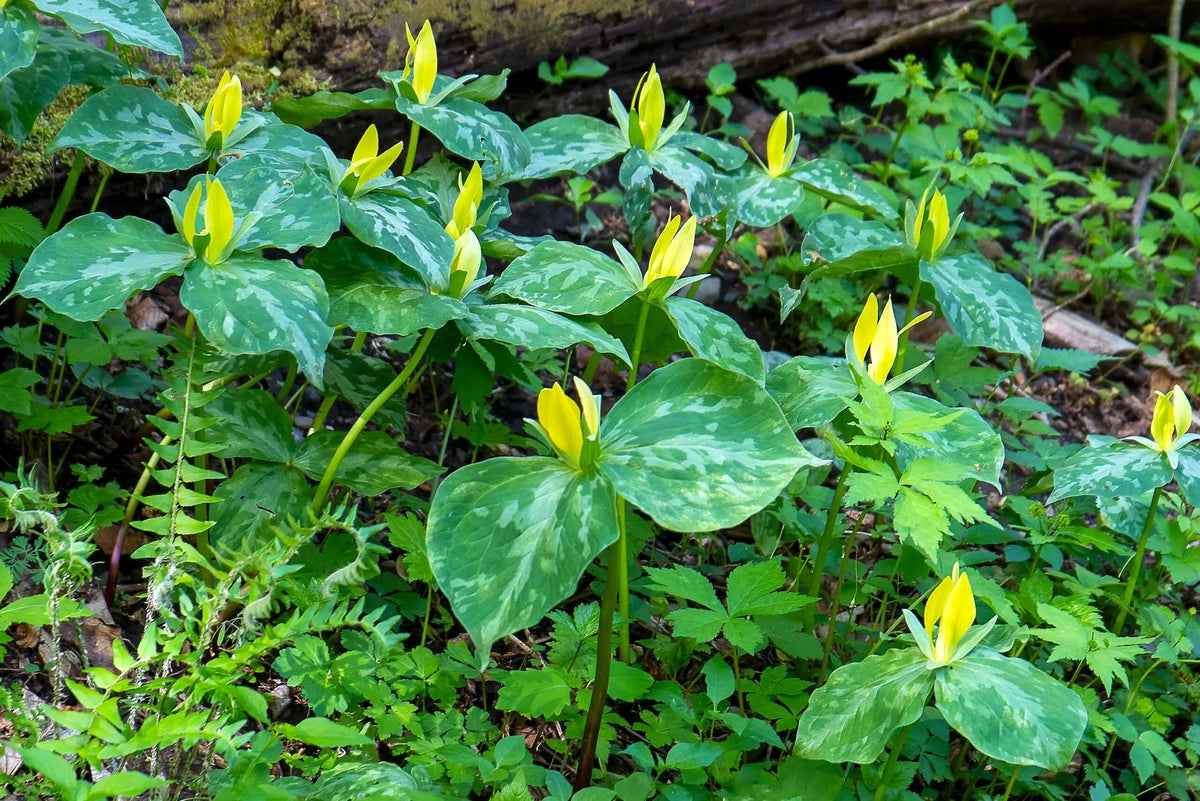 Green trillium flowers with yellow centers blooming among lush green leaves in a forest setting.
