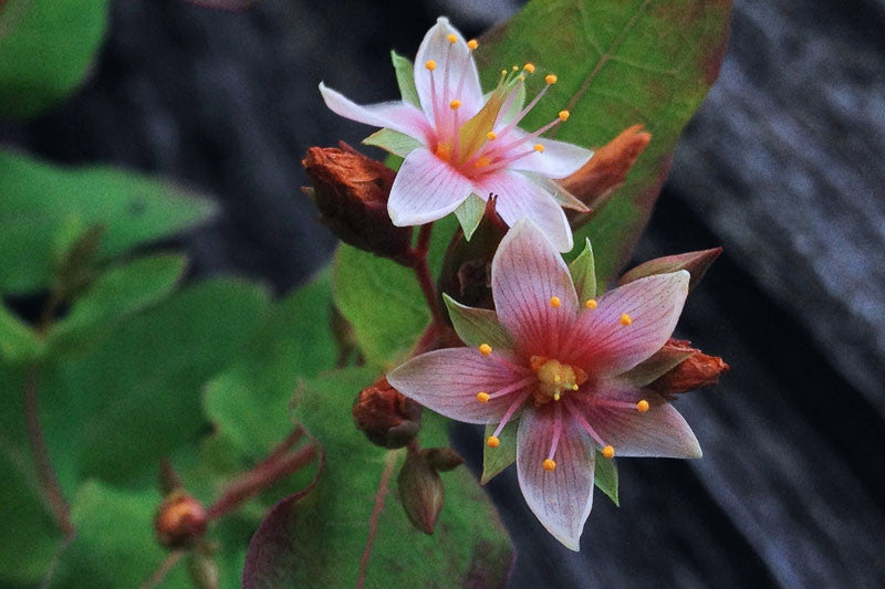 Triadenum virginicum (Virginia Marsh St. John’s Wort)
