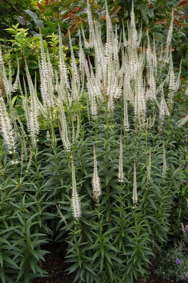 Veronicastrum virginicum<span> - Culver’s Root </span>(BTF.DR.MTH.NB.OP)