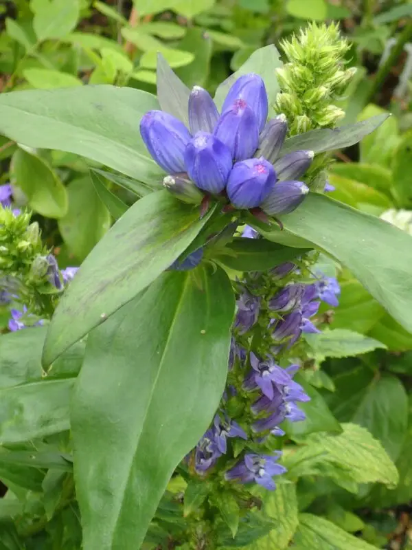 Lobelia siphilitica<span> - Blue Cardinal Flower </span>(B.DR.HMR.NB.OP)