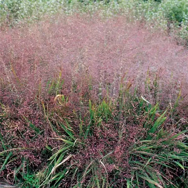 Eragrostis spectabilis<span> - Purple Love Grass </span>(B.BW.DR.EC.GRD.H)