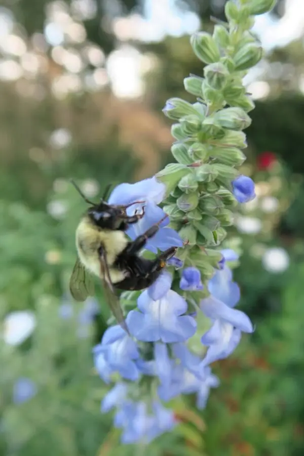 Salvia azurea<span> - Giant Blue Sage </span>(BTF.DR.DRGHT.H.NB.OP)