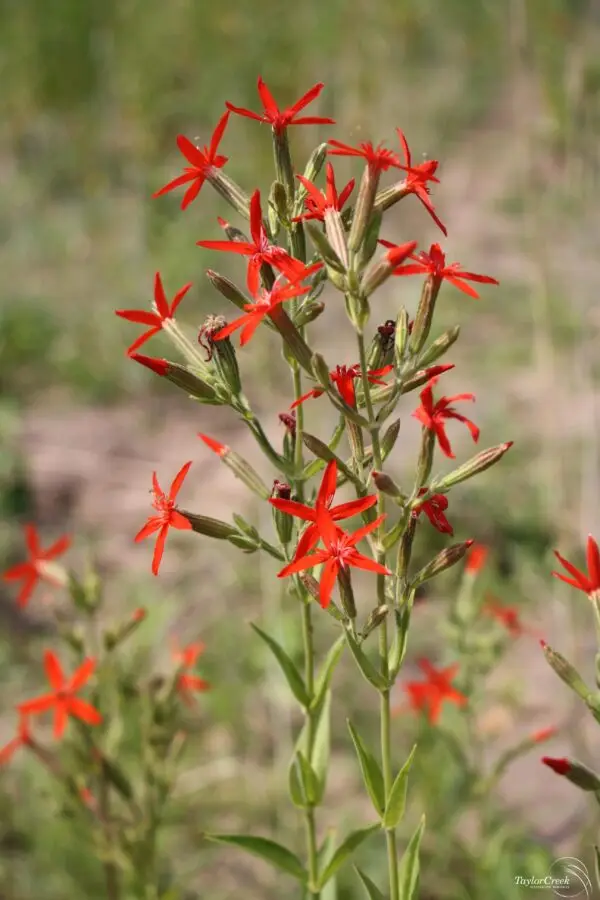 Silene regia<span> - Royal Catchfly </span>( B&B.H.HMR.NB.OP.SHWY)