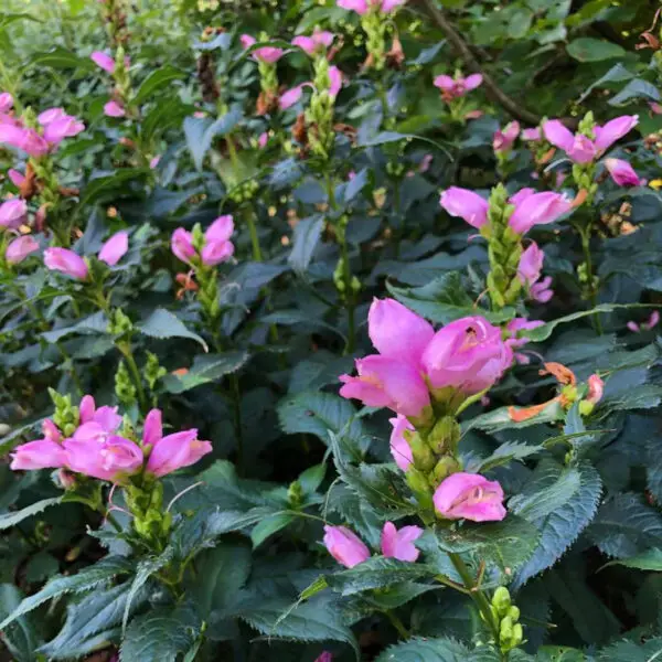 Chelone glabra<span> - WhiteTurtlehead </span>(BTF.DR.H.HMR.NB)