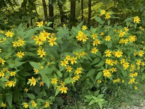 Helianthus divaricatus<span> - Woodland Sunflower </span>(B&B.DR.DRG.H.NB.OP.RR)