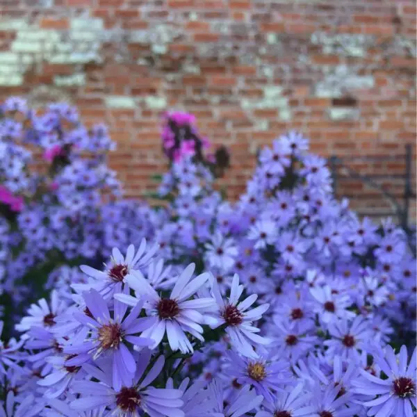 Symphyotrichum cordifolium<span> - Blue Wood Aster </span>(B&B.DR.DRGHT.H.M.NB.OP)