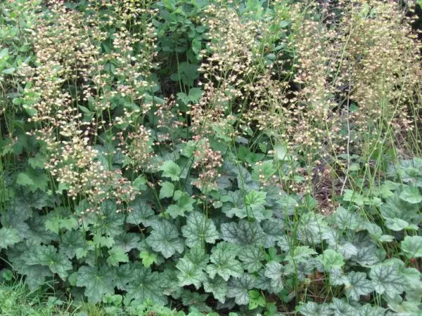 Heuchera americana<span> - Alum Root </span>(B&B.BW.DR.DRGHT.NB.OP.RR)