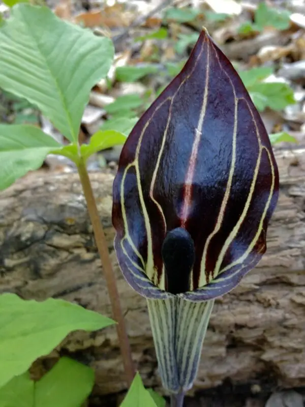 Arisaema triphyllum<span> - Jack-in-the-Pulpit </span>(B.DR.GRD.OP)