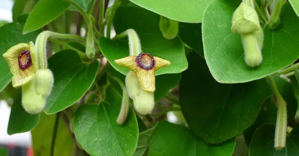 Aristolochia tomentosa<span> - Wooly Dutchman’s Pipevine </span>(BTF.DR.H.OP)