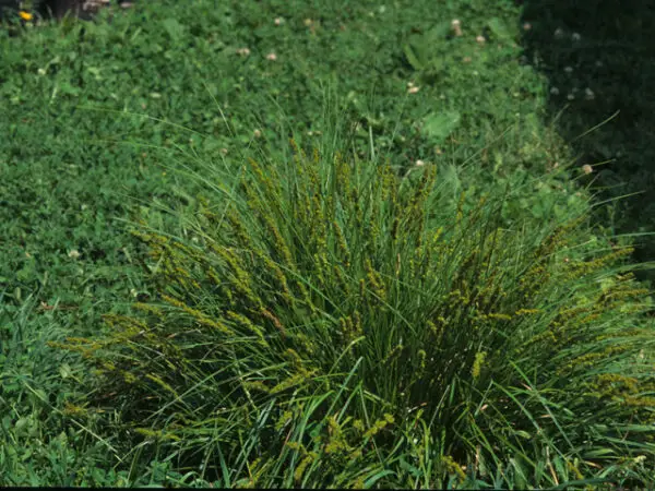 Carex vulpinoidea<span> - Fox Sedge </span>(B.DR.DRGHT.EC.GRD.H)