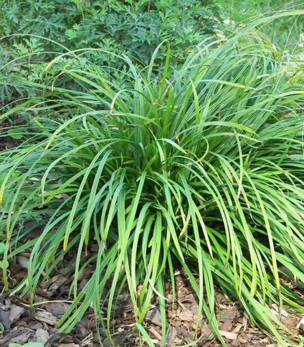 Carex amphibola<span> - Creek Sedge </span>(B.DR.DRGHT.EC,GRD.H)