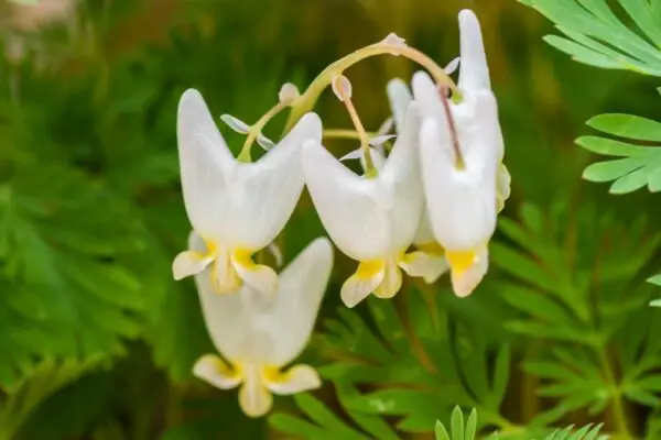 Dicentra cucullaria<span> - Dutchmen’s Breeches </span>(B&B.DR.FRG.HMR.M.NB.RR)