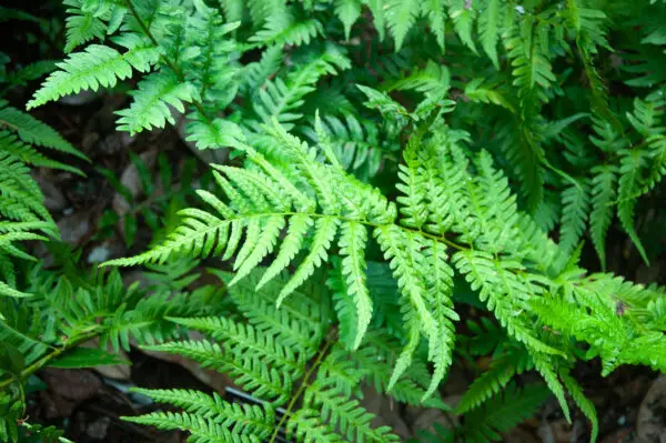 Dryopteris ludoviciana<span> - Southern Woodfern </span>(DR.GRD)