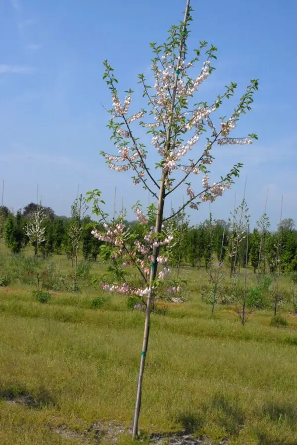 Halesia carolina<span> - Silverbell</span>(B&B.BW.DR.H.HMR.MTH.NB.OP.RR.SHWY)