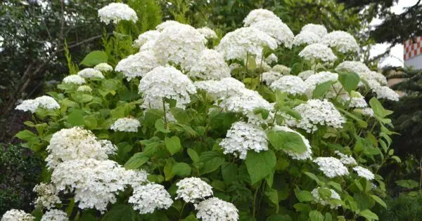 Hydrangea arborescens<span> - Smooth Hydrangea</span>(B&B.DR.H.M.MTH.NB.OP.RR)