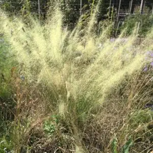 Muhlenbergia capillaris 'White Cloud'<span> - White Muhly Grass </span>(B&B.BW.CVR.DR.DRGHT.EC.GRD.H.M.NST.OP)