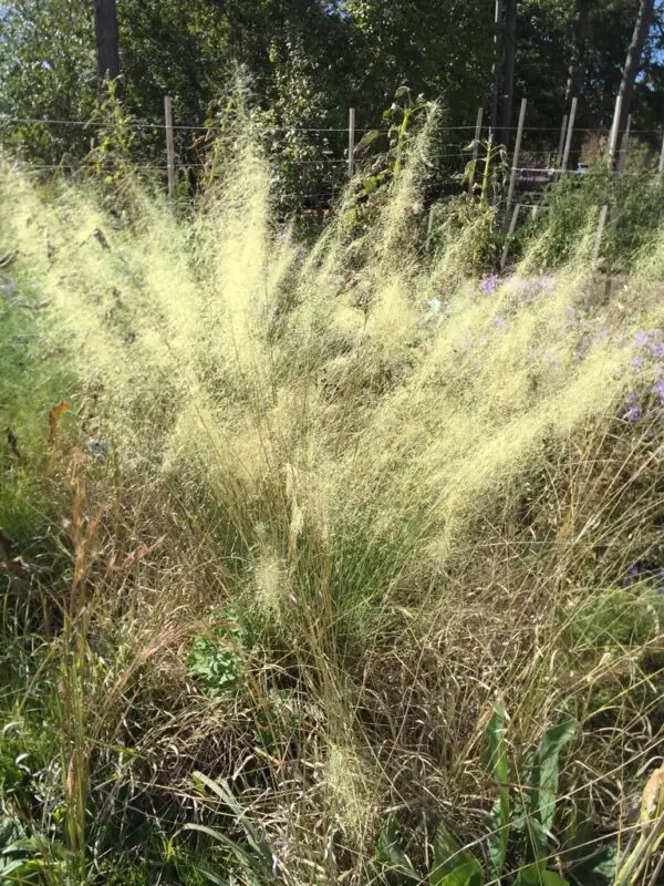 Muhlenbergia capillaris 'White Cloud'<span> - White Muhly Grass </span>(B&B.BW.CVR.DR.DRGHT.EC.GRD.H.M.NST.OP)