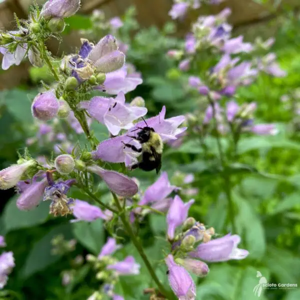 Penstemon calycosus<span> - Calyco Beardtongue </span>(B&B.DR.DRGHT.H.HMR.NB.OP.RR)