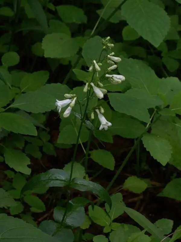 Penstemon digitalis<span> - White Beardtongue </span>(B&B.DR.DRGHT.H.HMR.NB.OP.RR)