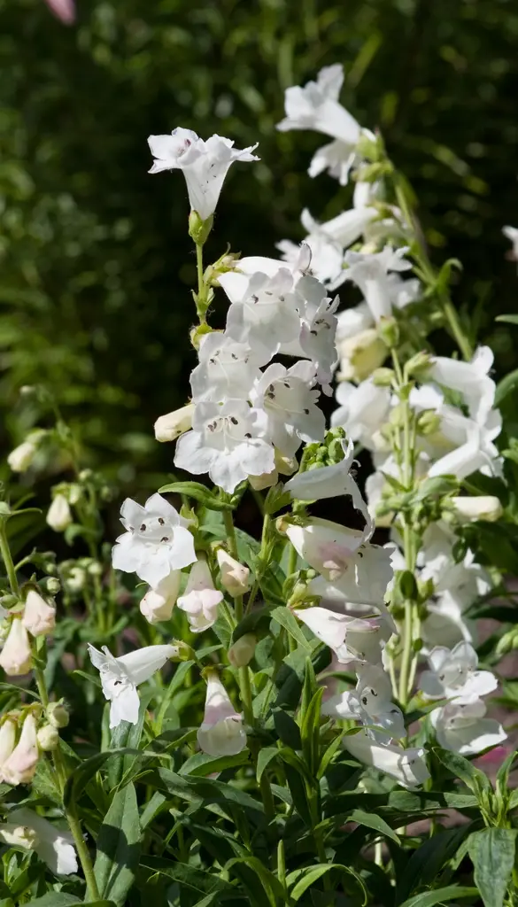 Penstemon digitalis<span> - White Beardtongue </span>(B&B.DR.DRGHT.H.HMR.NB.OP.RR)