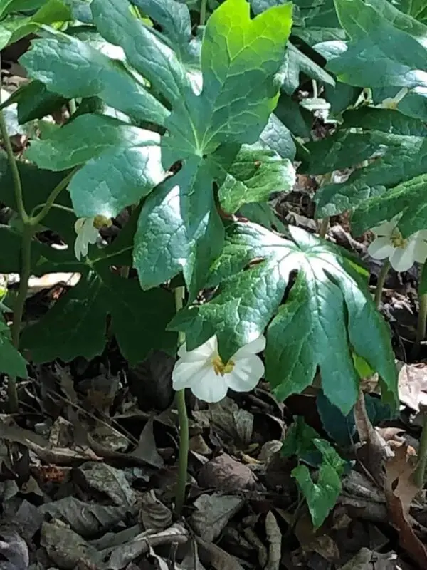 Podophyllum peltatum<span> - Mayapple </span>(B&B.BW.DR.DRGHT.EC.FRG.GRD.H.M.OP)