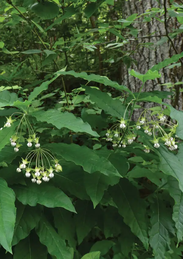 Asclepias exaltata<span> - Poke Milkweed </span>(B&B.DR.DRGHT.H.MTH.NB.OP.RR)