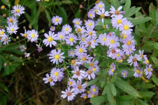 Symphyotrichum oolentangiense<span> - Azure Aster </span>(B&B.DR.DRGHT.H.NB.OP.SHWY)