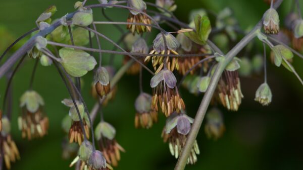 Thalictrum dioicum<span> - Early Meadowrue </span>(DR.H)
