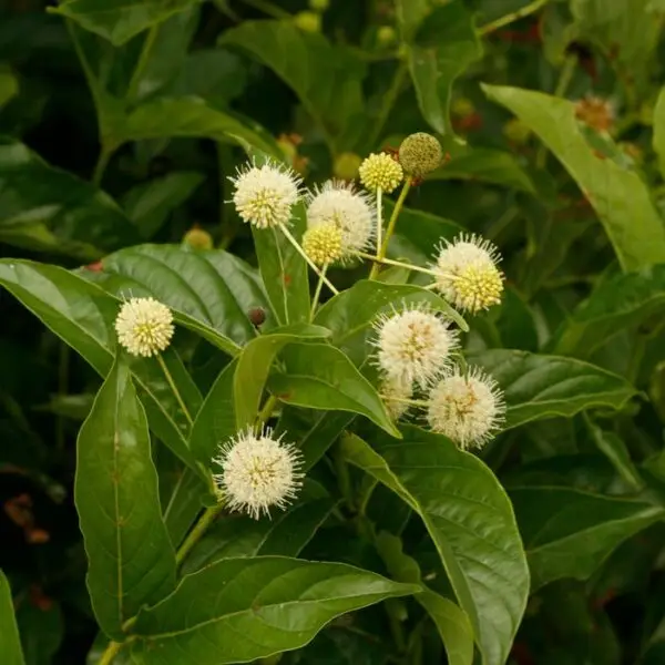 Cephalanthus occidentalis<span> - Buttonbush </span>( B&B.DR.H.HMR.M.NB.OP)