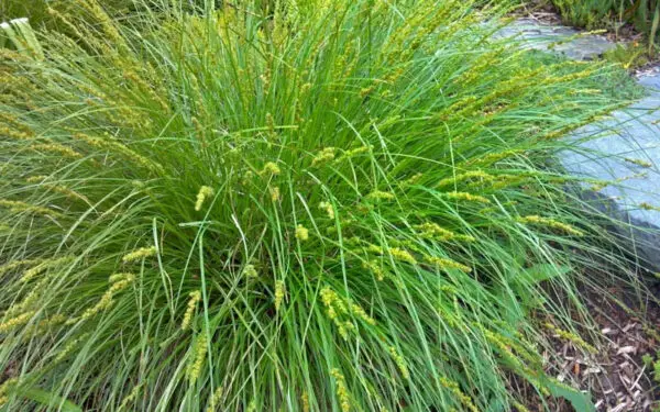 Carex cherokeensis<span> - Cherokee Sedge </span>(B.DR.DRGHT,EC,GRD.H)