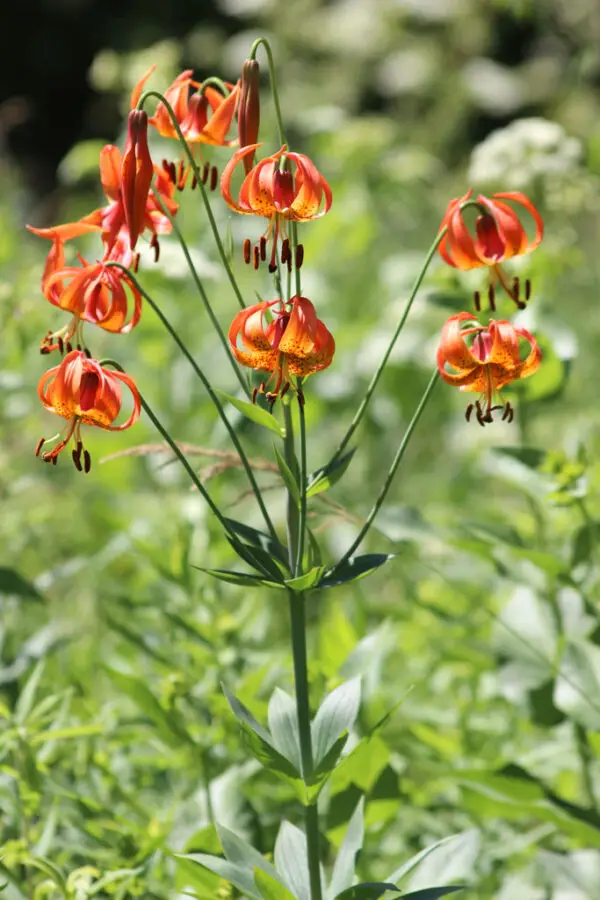 Lilium michiganense<span> - Turk’s Cap Lily </span>(B&B.HMR.M.OP.SHWY)