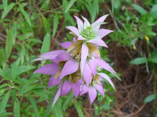 Monarda punctata<span> - Spotted Beebalm</span>(B&B.DR.DRG.FRG.H.HMR.NB.OP.RR)