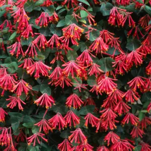 Lonicera sempervirens<span> - </span>Coral Honeysuckle (B&B.H.HMR.M.NB)