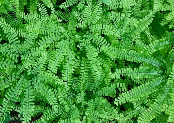 Adiantum pedatum<span> - </span>Common Maidenhair Fern (B.DR.GRD)