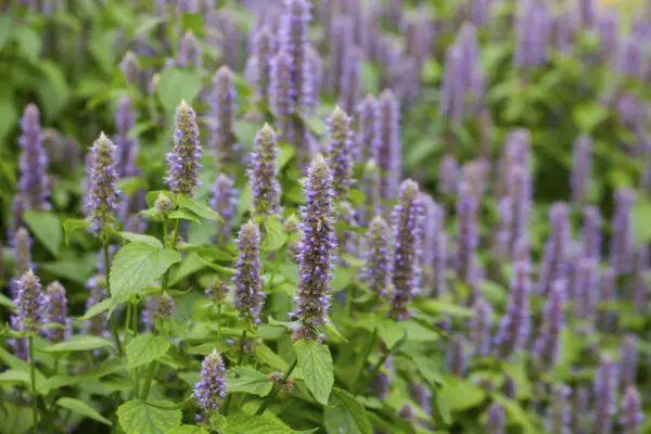 Agastache foeniculum<span> -  </span>Anise Hyssop (B&B.DR.HMR.NB.RR)